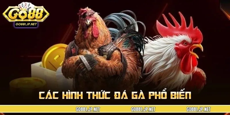 Các hình thức đá gà phổ biến với luật chơi dễ hiểu